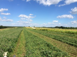 haydown