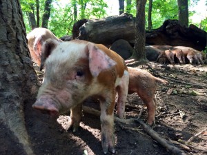 newpigs