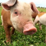 Hereford Pastured PIg