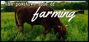 BeFunky_steergrazing.jpg