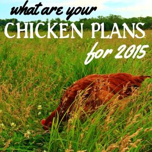 chickenplans