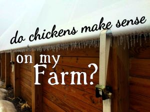 chickensense