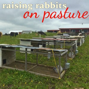 rabbitonpasture